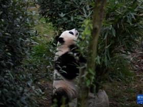 探访大熊猫基地